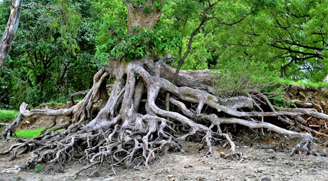 Réseau racinaire d'un arbre qui montre que tout est connecté